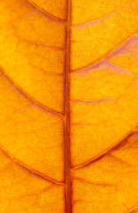 Naklejka na ściany i meble close-up macro picara tropical leaf background fresh orange leaves plant foliage abstract pattern.idea for autumn wallpaper,botanical backdrop,natural design.