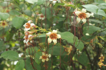 Strophanthus kombe, poison arrow kombe, is a vine that grows in tropical East Africa, and is part of the genus Strophanthus, which contains about 38 species.