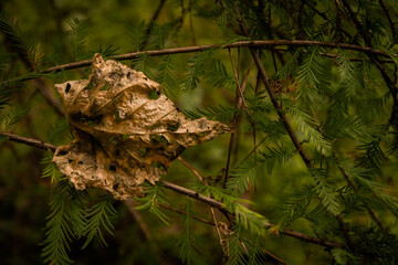 tree in the woods