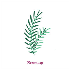 Rosemary plant. Vector illustration for essential oil for aromatherapy. Flat vector illustration. Hand drawn. 