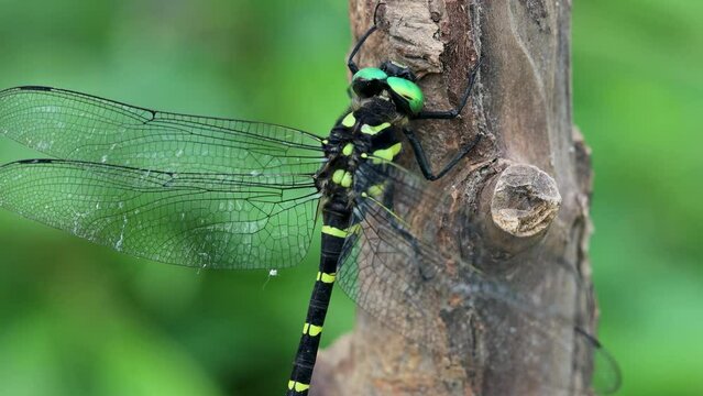 ANOTOGASTER 3個セット ANOTOGASTER 3個セット ANOTOGASTER 3個セット