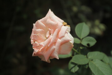 Roses or ros are shrubs, the tree is thorny, the flowers smell good and have beautiful colors