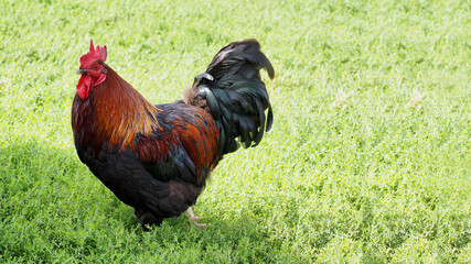 there is a big rooster with red feathers on the grass to the left. side view. farm