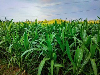 Obraz premium corn field with sky and clouds