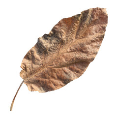 Dry brown ficus hispida leaf isolated on transparent background