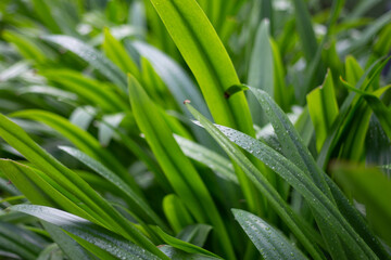 Green leaf with raindrops on a summer day macro photography.