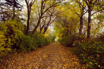 Autumn forest scenery with road of fall leaves & warm light illumining the gold foliage. Footpath in scene autumn forest nature. Germany.