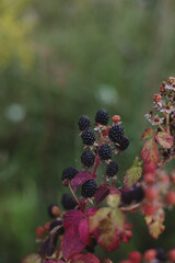  Bunch of ripe blackberry fruit on branch with green leaves on a farm. Close-up, blurred background