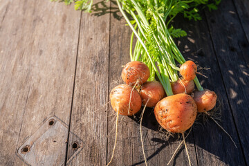 Fresh home garden grown organic round carrot on barn wood