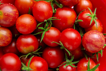 fresh tomatoes vegetables, farm organic vector