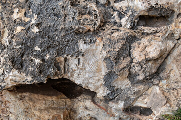 Remains  of petrified corals on the surface of the mountain in the national reserve - Nahal Mearot Nature Preserve, near Haifa, in northern Israel