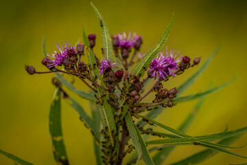 Ants on wildflower in a meadow