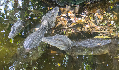 A crocodile in a rocky water bank
