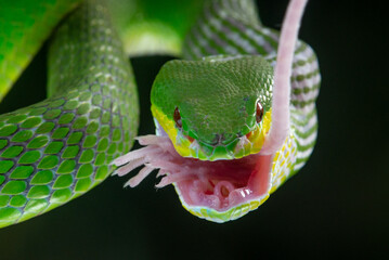 Close up shof of green white lipped Island pit viper snake Trimeresurus insularis eating mouse with bokeh background