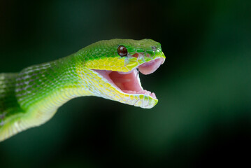 Fototapeta premium Close up shof of angry green white lipped Island pit viper Trimeresurus insularis with bokeh background 