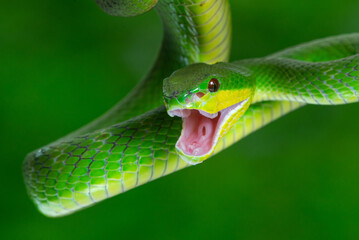 Close up shof of angry green white lipped Island pit viper Trimeresurus insularis with bokeh...