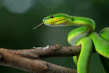 Close up shof of green white lipped Island pit viper Trimeresurus insularis basking in steady position on a branch with bokeh background 