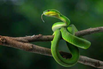 Close up shof of green white lipped Island pit viper Trimeresurus insularis basking in steady position on a branch with bokeh background 