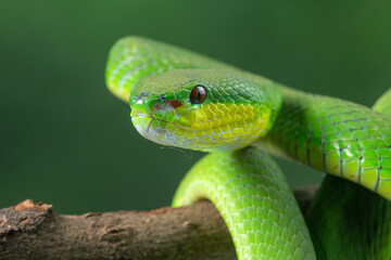 Close up shof of green white lipped Island pit viper Trimeresurus insularis basking in steady position on a branch with bokeh background 