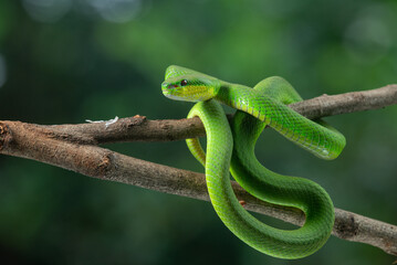 Close up shof of green white lipped Island pit viper Trimeresurus insularis basking on a branch with bokeh background 
