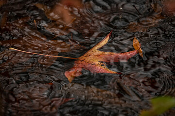 Autumn leaf in a puddle