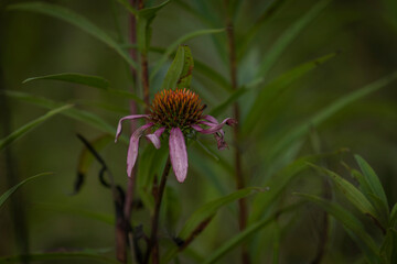 Coneflower in a meadow
