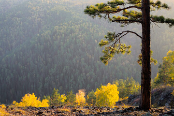 Autumn landscape on a sunny day. In the foreground is a pine tree, in the background are forested mountains and trees with bright yellow foliage.