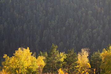Background from the autumn forest, dark green coniferous trees and yellow deciduous trees on the mountain slope. With copy space.