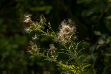 Thistle Flower seed heads
