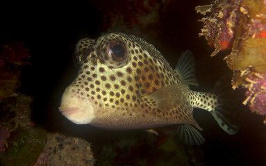 caribbean sea fish , tropical marine life
