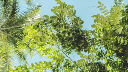 green leaves background
