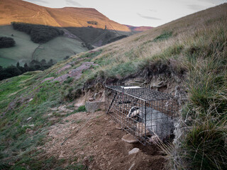Badger captured in cage during vaccination project in England, UK. © mikebryantphoto