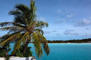 Fototapeta na wymiar Palm tree, sea and tropical island on the horizon. Holidays in the Maldives.