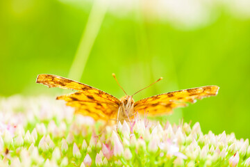 Polygonia c-aureum, A butterfly is gathering honey