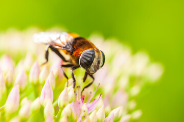 Syrphid flies on a leaf