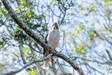 温かい日差しの中で木にとまるワライカワセミ