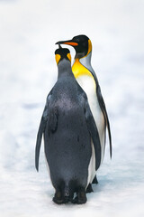 Naklejka na ściany i meble Two King Penguins in the snow