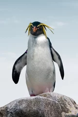 Poster Northern Rockhopper penguin. Funny close up penguin portrait © Delphotostock