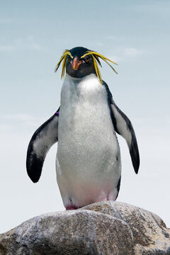 Northern Rockhopper penguin. Funny close up penguin portrait