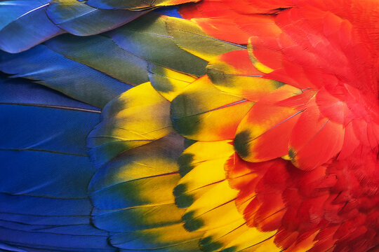 Close up of the colorful feathers of a scarlet macaw parrot (ara macao)