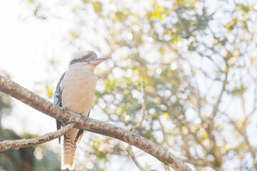 温かい日差しの中で木にとまるワライカワセミ