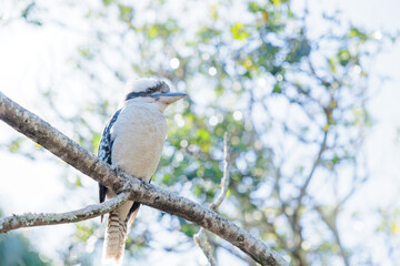 温かい日差しの中で木にとまるワライカワセミ