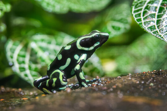 Close up of a black and green poison dart frog (dendrobates)