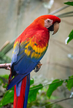 Close up portrait of  a scarlet macaw parrot (ara macao)