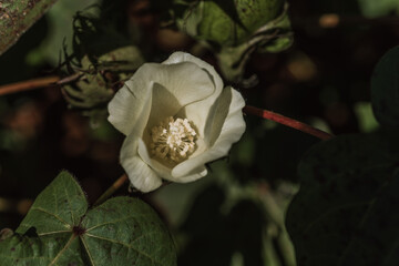 Obraz na płótnie Canvas macro of a cotton flower