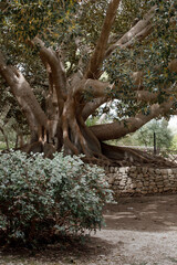 Botanical garden of the Donnafugata Castle, Ragusa, Sicily, Italy