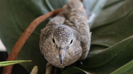 bird