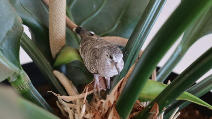 bird