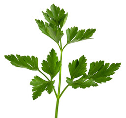 Parsley isolated on white background Clipping Path. Fresh raw herbs ingredient food.