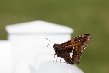 Fiery Skipper butterfly Hylephila phyleus on a patio railing